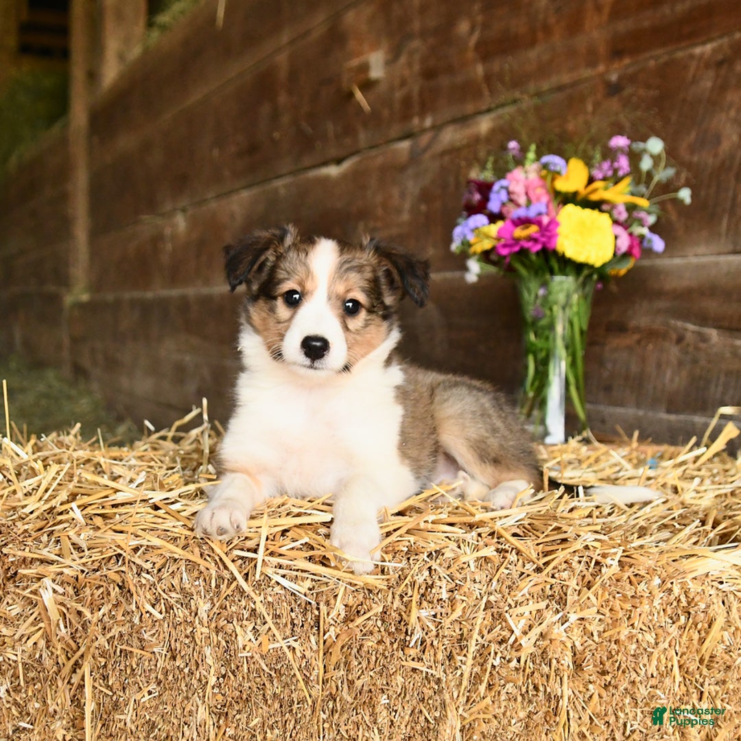 Shetland Sheepdog dogs for sale: Candy - Image 3