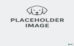 Chesapeake Bay Retriever dogs for sale: Female Purple Collar - Image 1