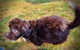 Havapoo dogs for sale: Hammie - Image 5