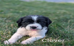 English Springer Spaniel dogs for sale: Clover - Image 1