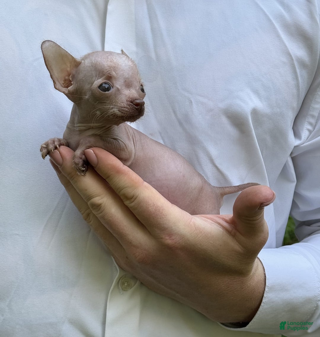 Chihuahua dogs for sale: Trumpette - Image 1