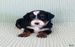 Bernedoodle dogs for sale: Anika - Image 3