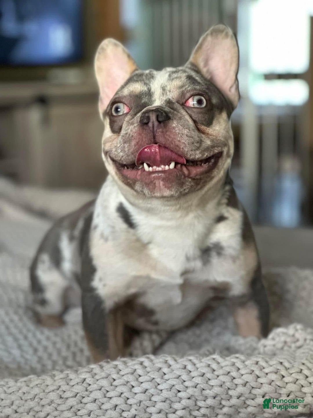 French Bulldog dogs for sale: Chocolate Merle - Image 7