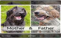 Labradoodle dogs for sale: Kevin - Image 2