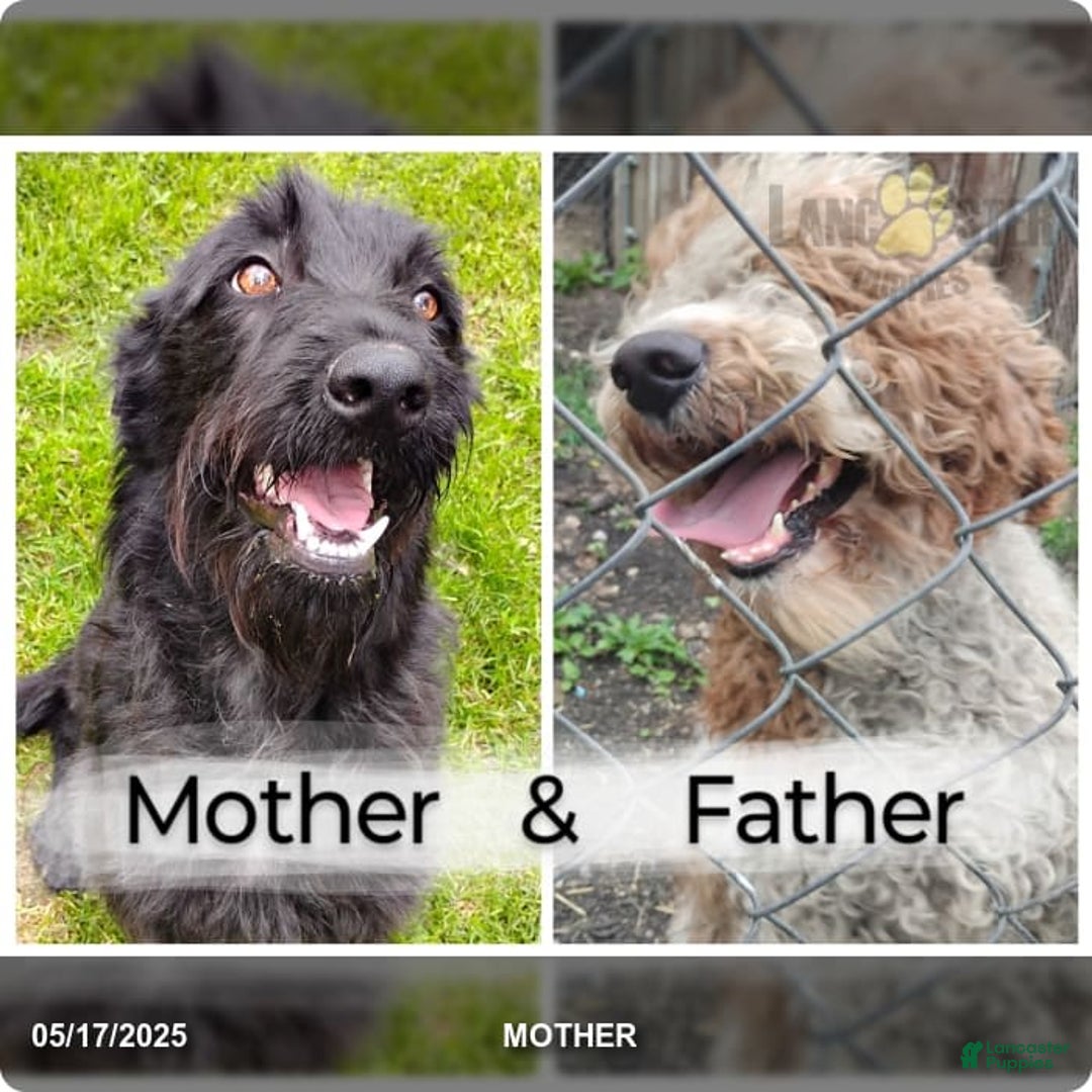 Labradoodle dogs for sale: Kevin - Image 2