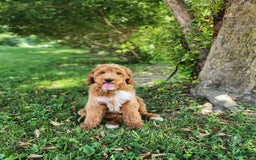 Labradoodle dogs for sale: Teddy - Image 1