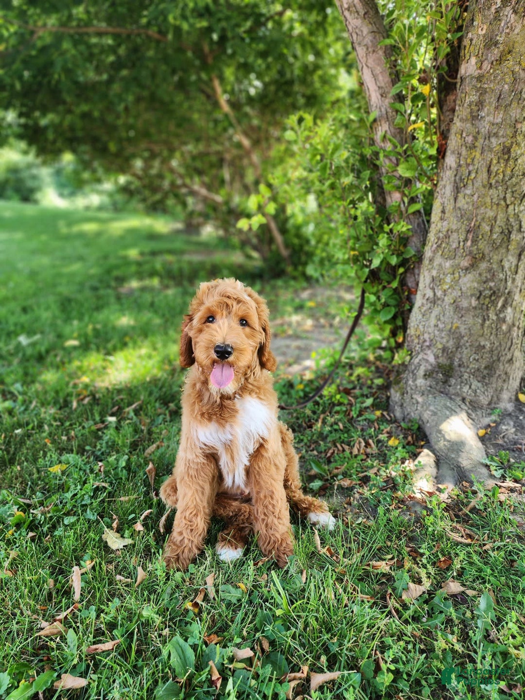 Labradoodle dogs for sale: Teddy - Image 1
