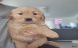 Golden Retriever dogs for sale: Miss Lavender - Image 3