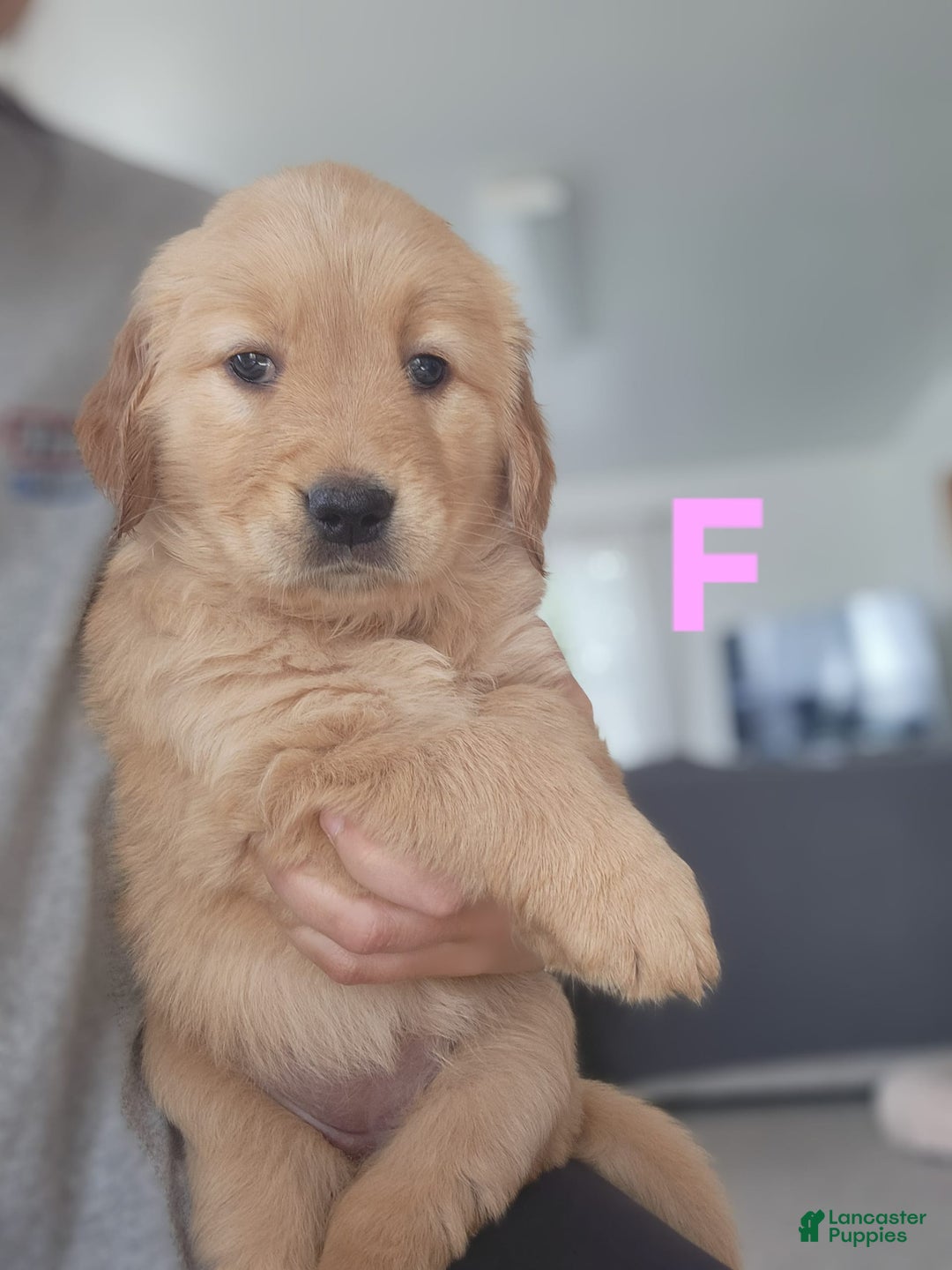 Golden Retriever dogs for sale: Miss Lavender - Image 3