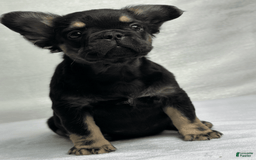 French Bulldog dogs for sale: Roxy - Image 4