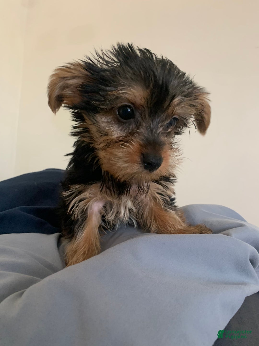 Yorkshire Terrier dogs for sale: Cash - Image 17