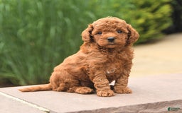 Cockapoo dogs for sale: Melody - Image 1