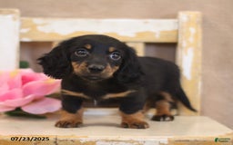 Miniature Dachshund dogs for sale: Kami - Image 2