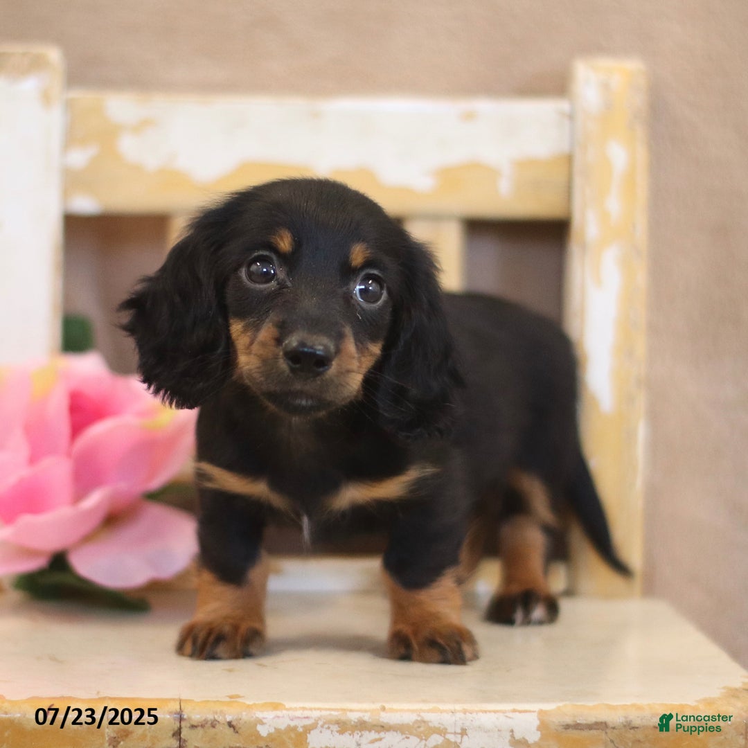 Miniature Dachshund dogs for sale: Kami - Image 2