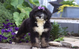 Bernedoodle dogs for sale: Charlotte - Image 5
