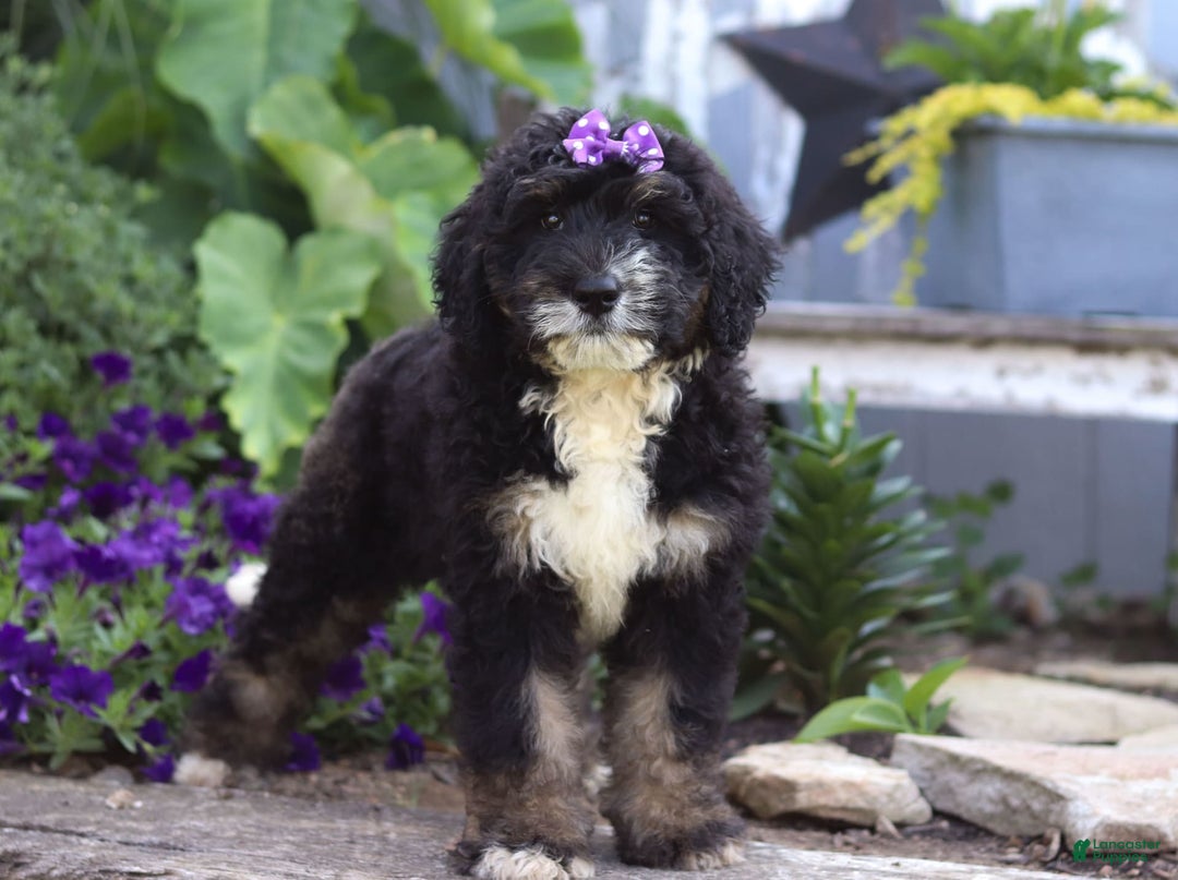 Bernedoodle dogs for sale: Charlotte - Image 5