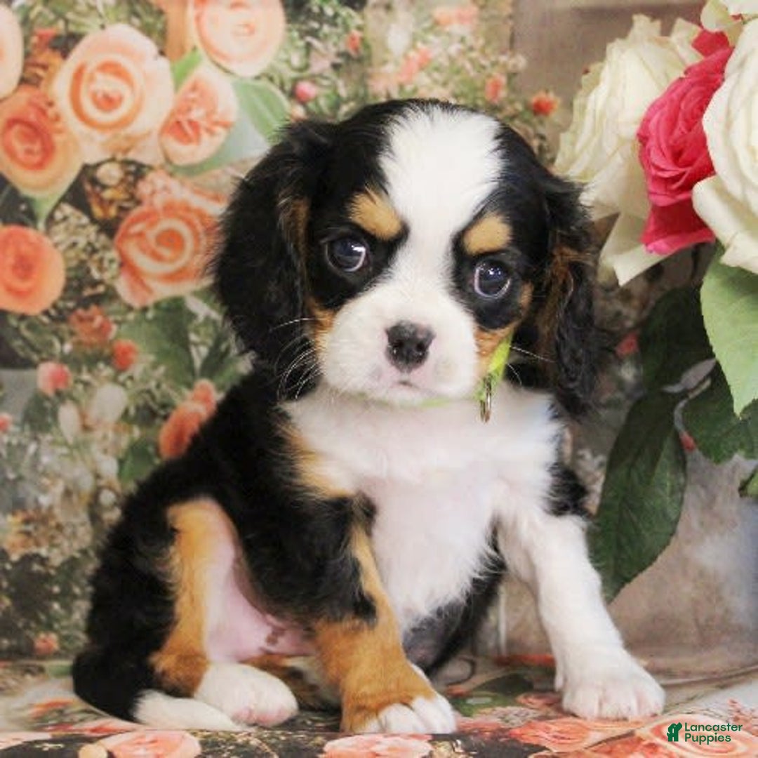 Miniature Bernese Mountain Dog dogs for sale: Gummybear - Image 2