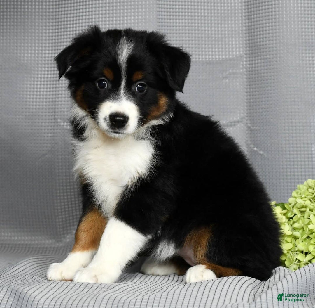 Miniature Australian Shepherd dogs for sale: Aurora - Image 3