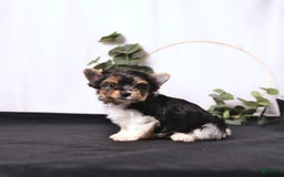 Biewer Terrier dogs for sale: Addie Extra Small - Image 1