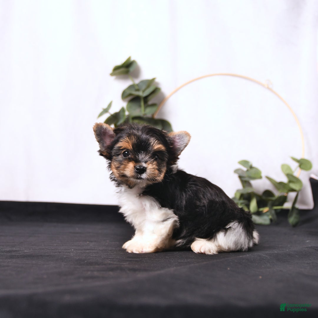 Biewer Terrier dogs for sale: Addie Extra Small - Image 1