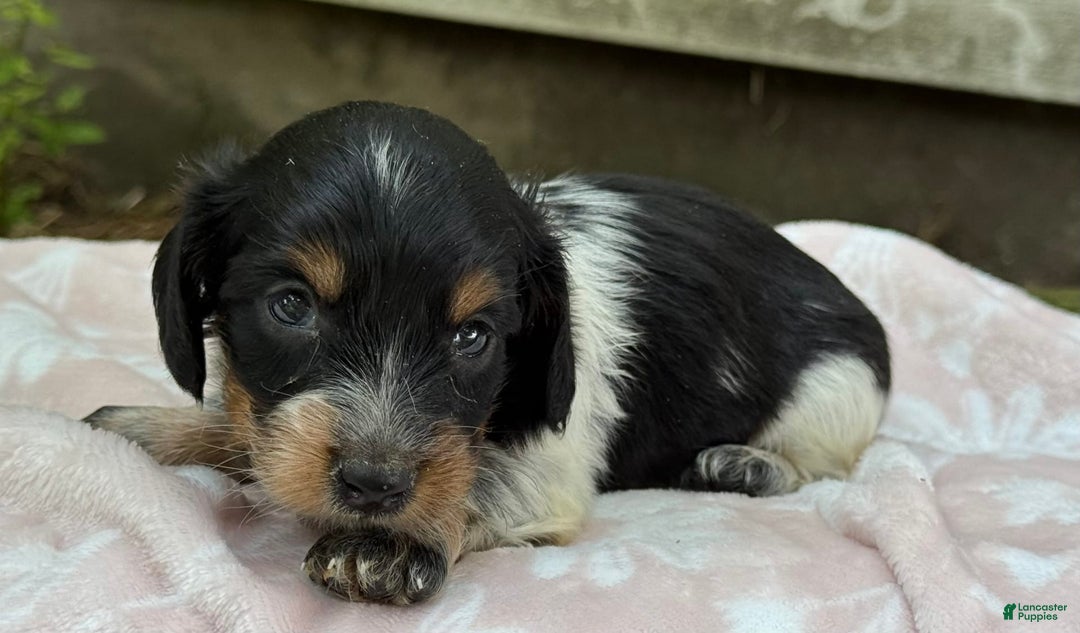 Miniature Dachshund dogs for sale: Dixie - Image 5