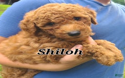 Bichpoo dogs for sale: Shiloh - Image 1