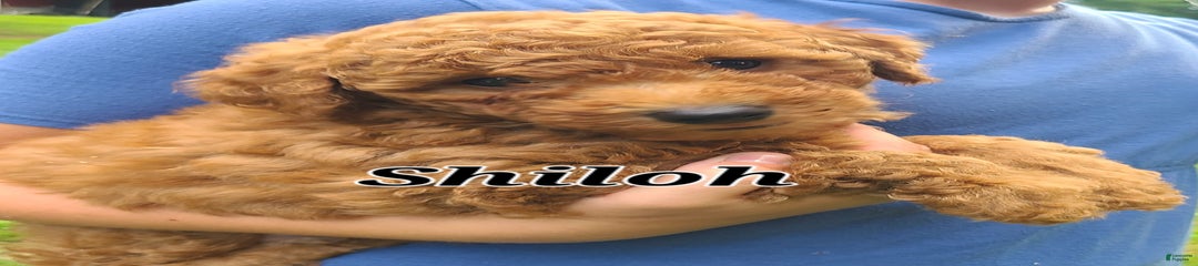 Shiloh