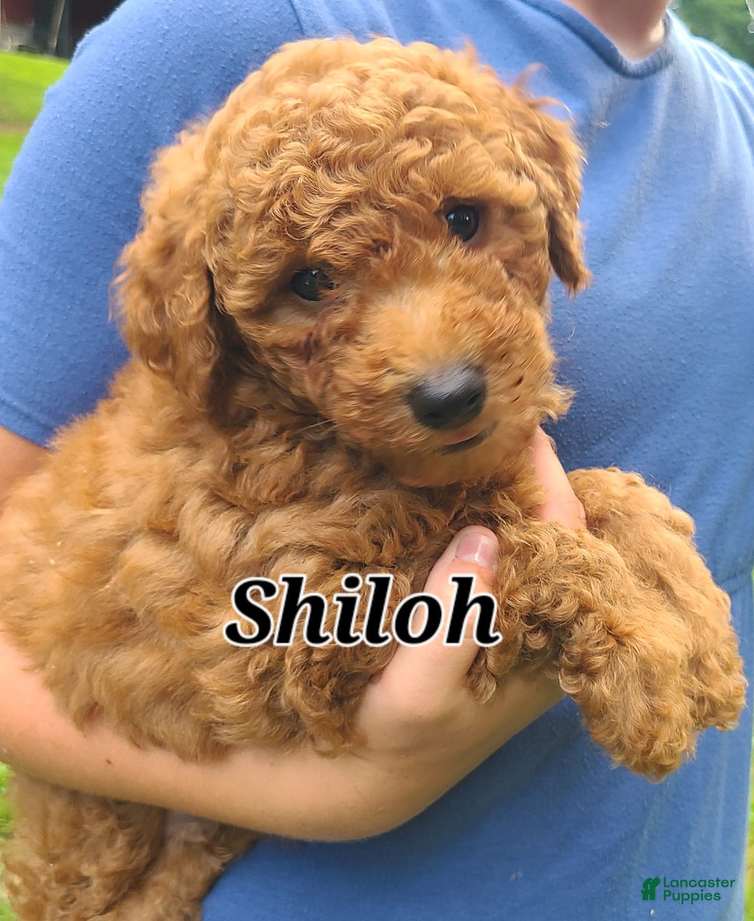 Bichpoo dogs for sale: Shiloh - Image 1