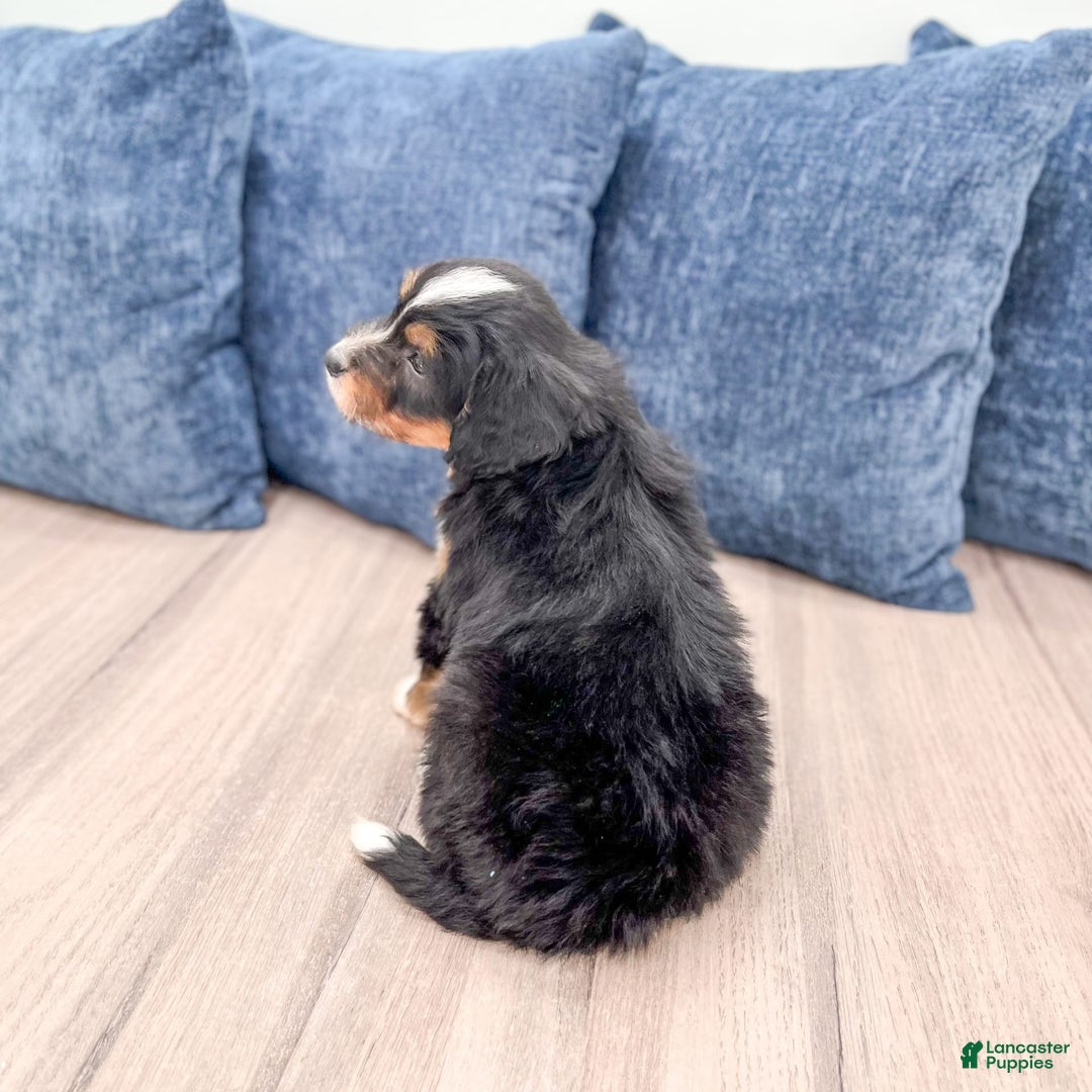 Mini Bernedoodle dogs for sale: Mason - Image 17
