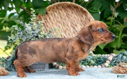 Miniature Dachshund dogs for sale: Garnet - Image 4
