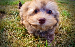 Havapoo dogs for sale: Jazzy - Image 10
