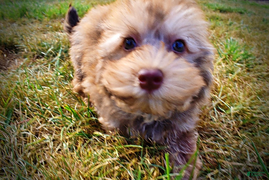 Havapoo dogs for sale: Jazzy - Image 10