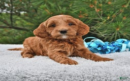 Mini Goldendoodle dogs for sale: Daisy - Image 12