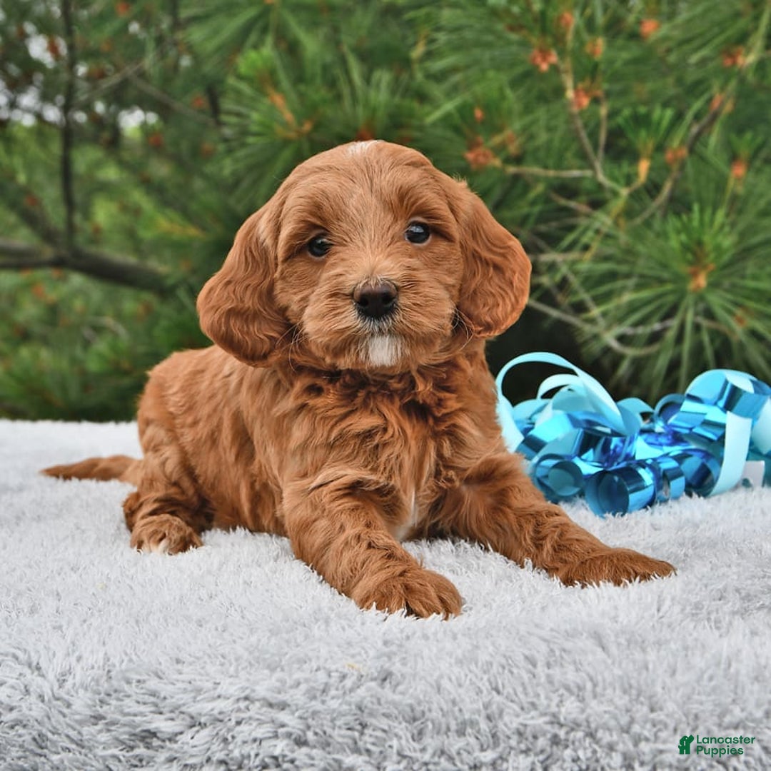 Mini Goldendoodle dogs for sale: Daisy - Image 12