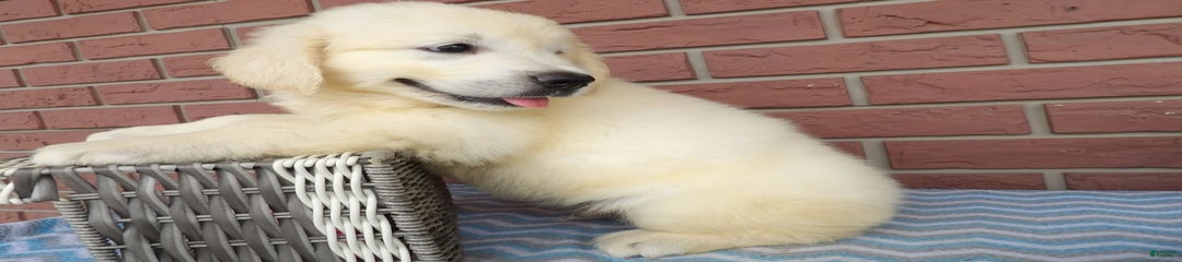 Rex