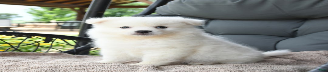 Felix