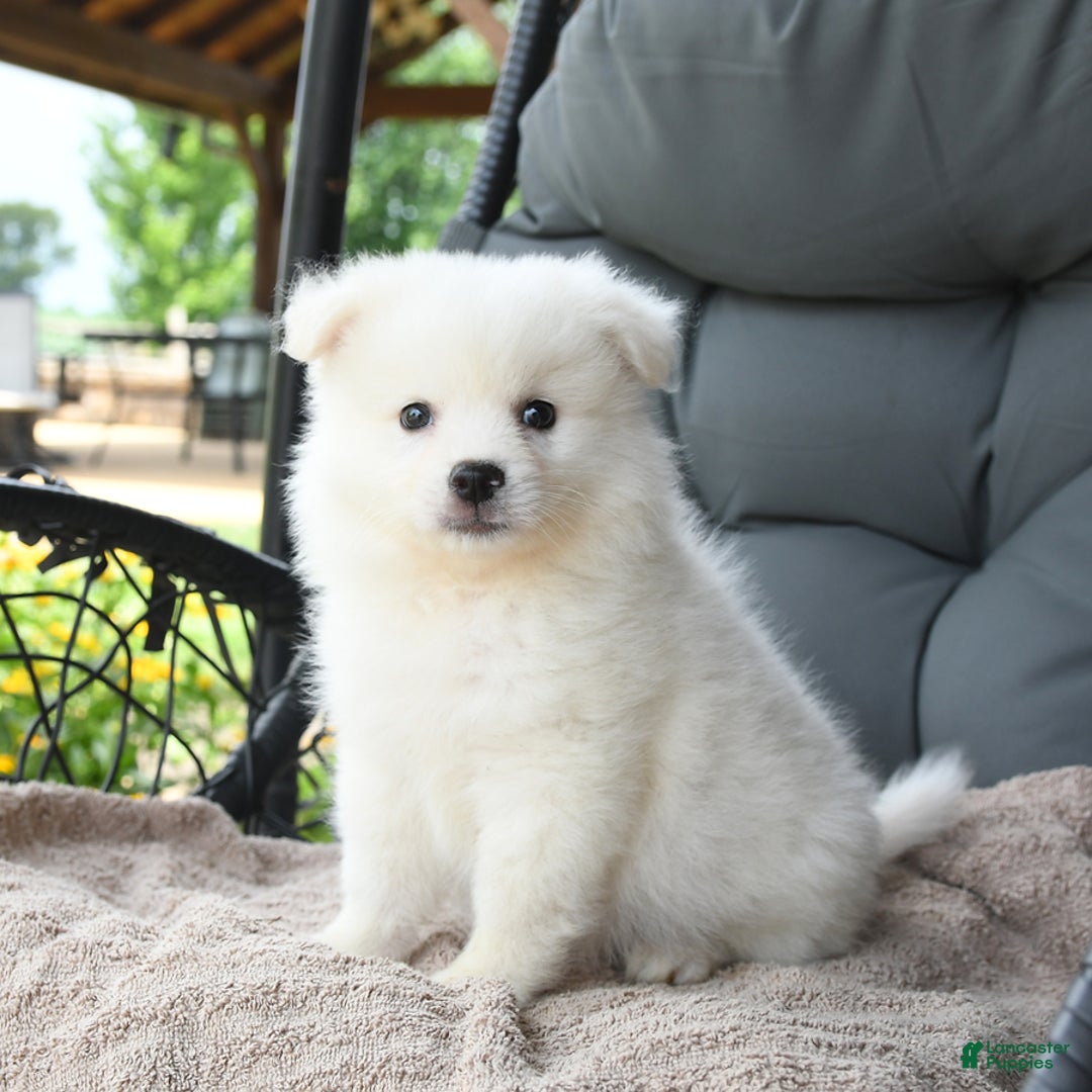 American Eskimo dogs for sale: Felix - Image 2