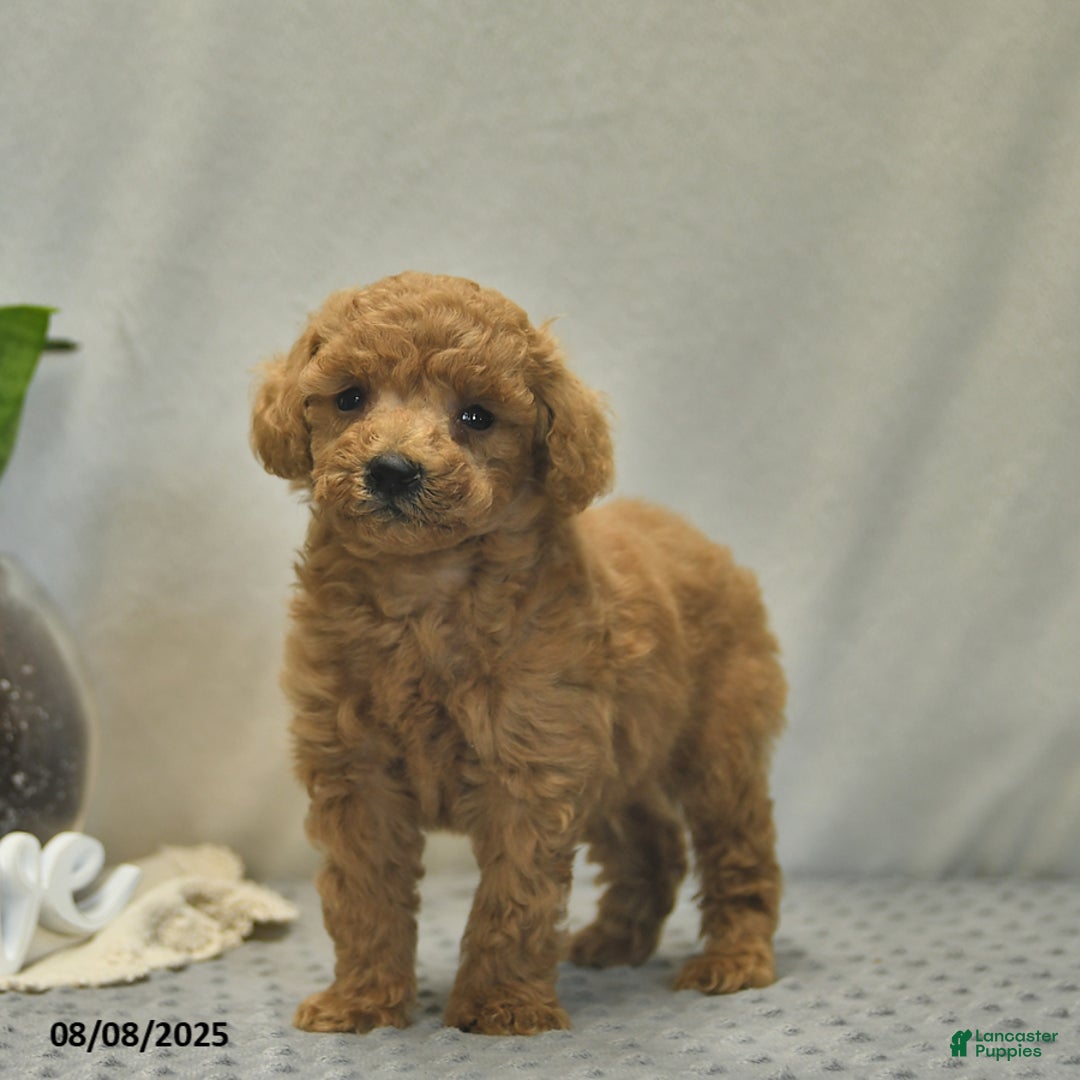 Toy Poodle dogs for sale: Jojo - Image 1