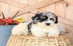 Mini Bernedoodle dogs for sale: Mini Bernedoodle 8 puppies - Image 18