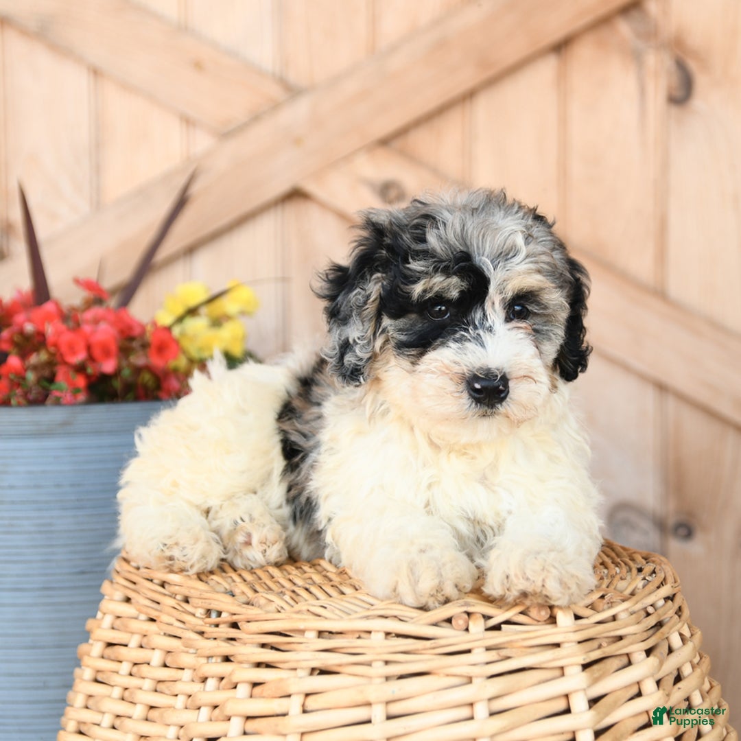 Mini Bernedoodle dogs for sale: Mini Bernedoodle 8 puppies - Image 18