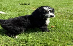 Bernedoodle dogs for sale: Kiara - Image 1
