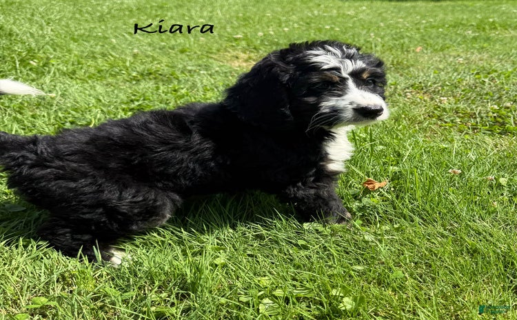 Bernedoodle dogs for sale - Ad 1