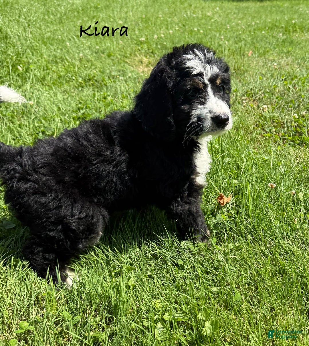 Bernedoodle dogs for sale: Kiara - Image 1