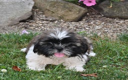 Shih Tzu dogs for sale: Olivia - Image 4
