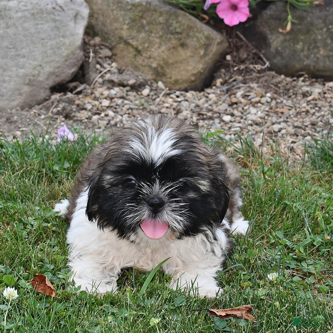 Shih Tzu dogs for sale: Olivia - Image 4