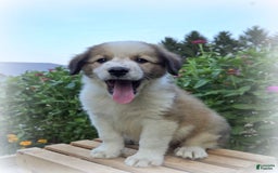 Great Pyrenees dogs for sale: Waldo - Image 2