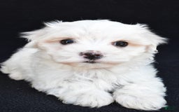Maltese dogs for sale: Ronny - Image 2