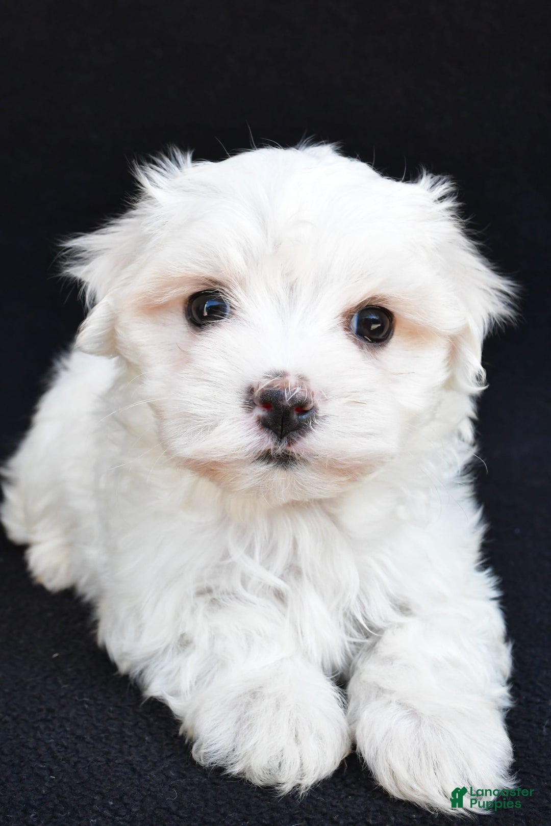 Maltese dogs for sale: Ronny - Image 2