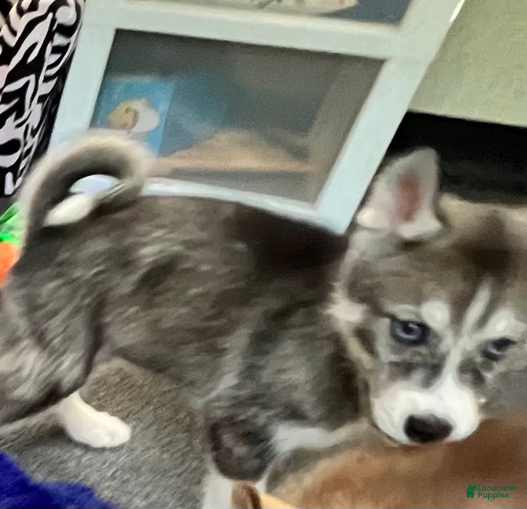 Siberian Husky dogs for sale: Shana - Image 7