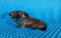 Shih Tzu dogs for sale: Koda - Image 12